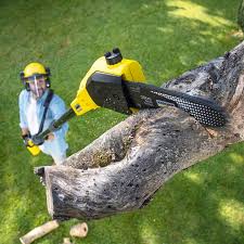 Best Lawn Disease Treatment  in Murfreesboro, AR