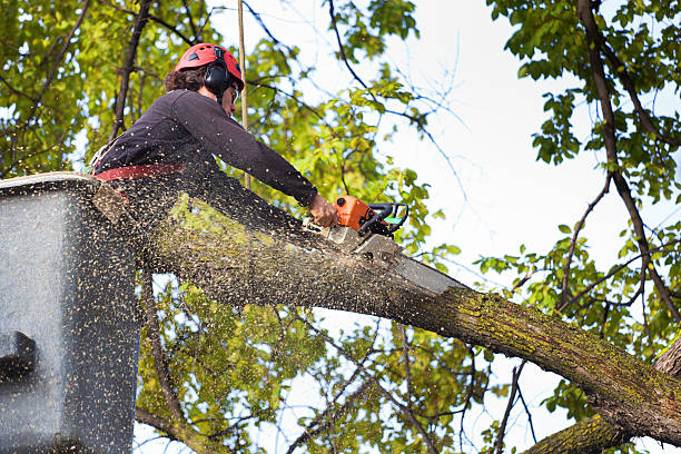 Best Utility Line Clearance  in Murfreesboro, AR